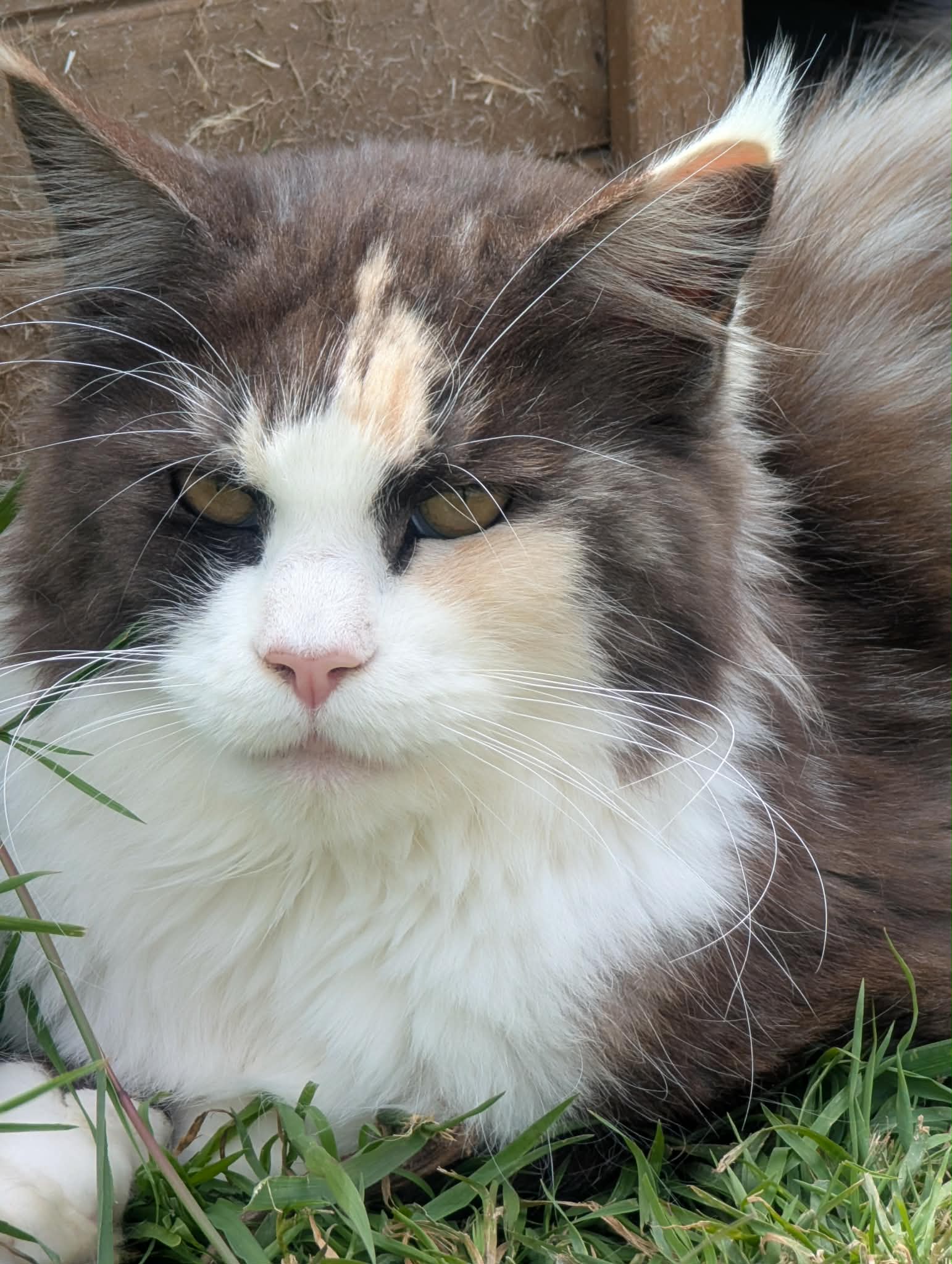 Miniature 2 de Umy, reproducteur Maine Coon
