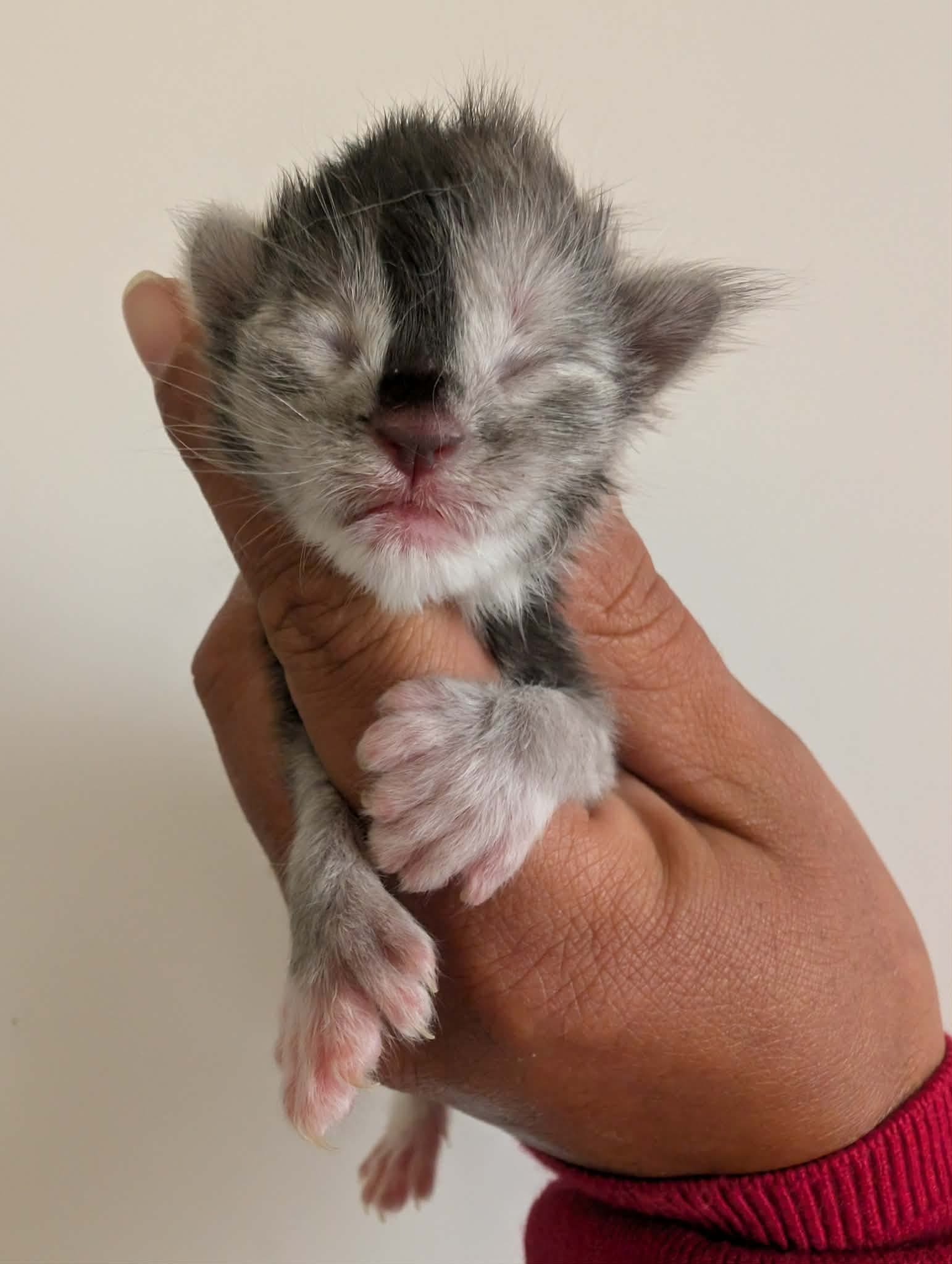 Miniature 2 de Basil, chaton Maine Coon