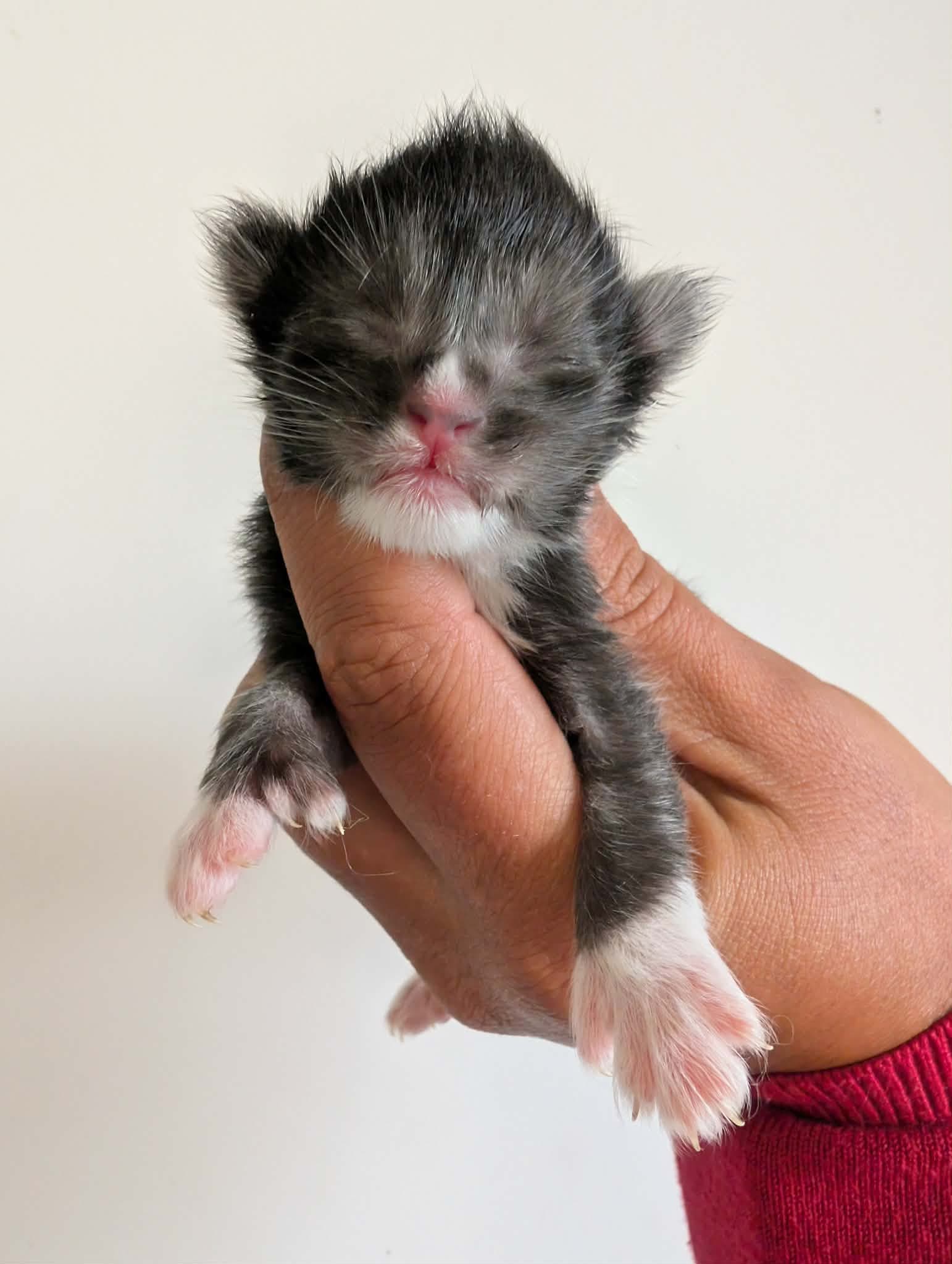 Miniature 2 de Boy, chaton Maine Coon