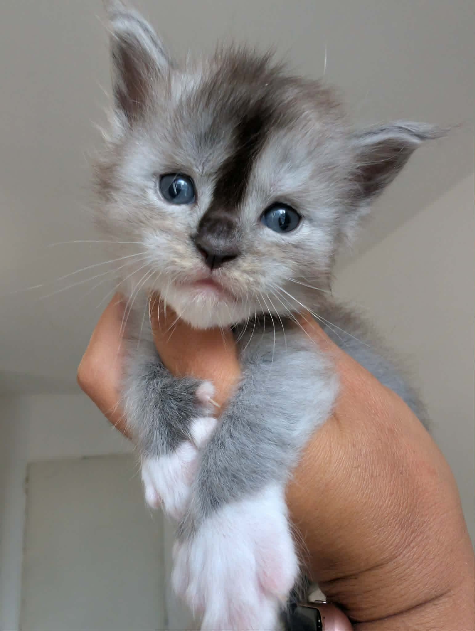Photo de Basil