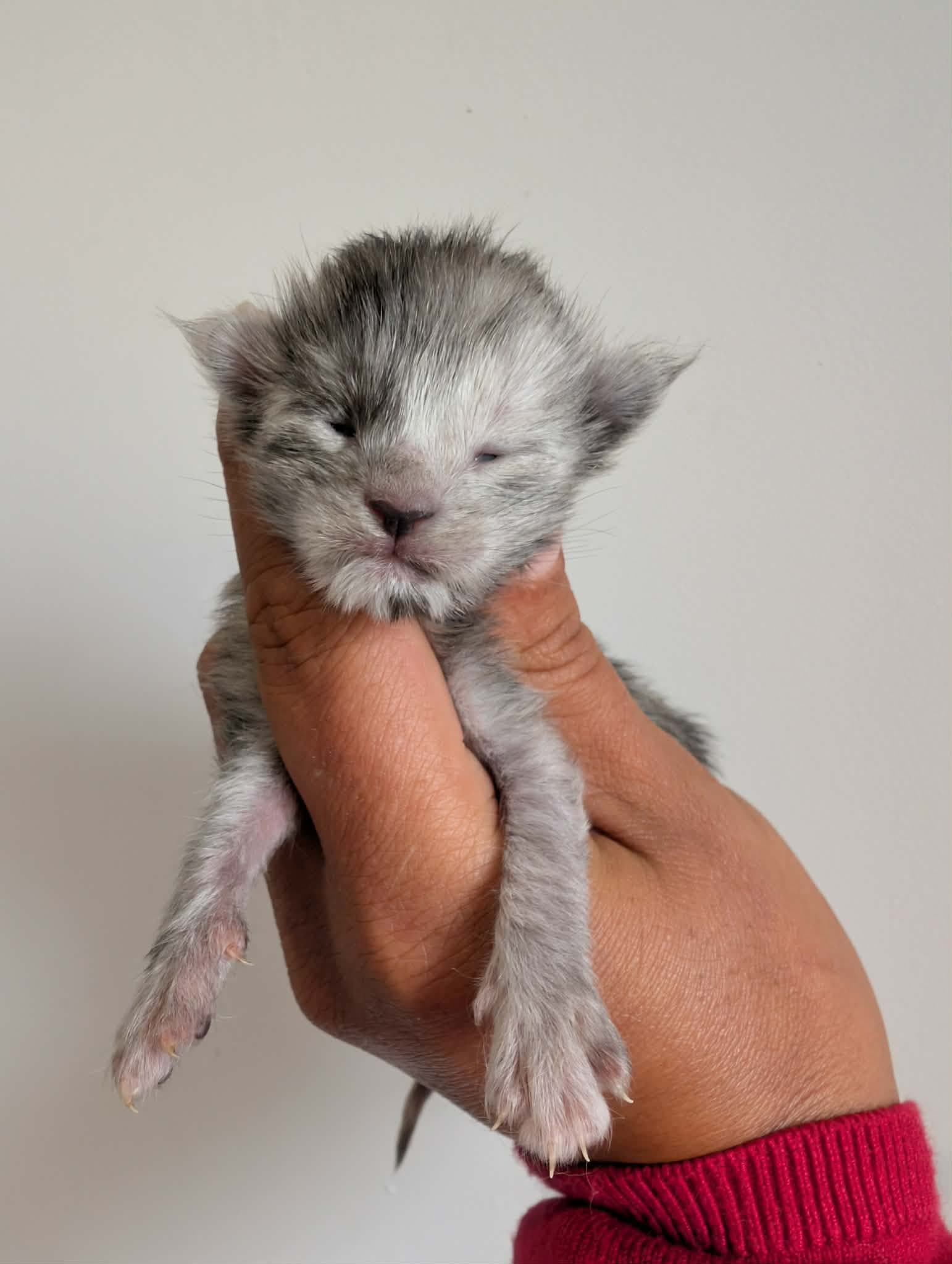 Miniature 2 de Belle, chaton Maine Coon