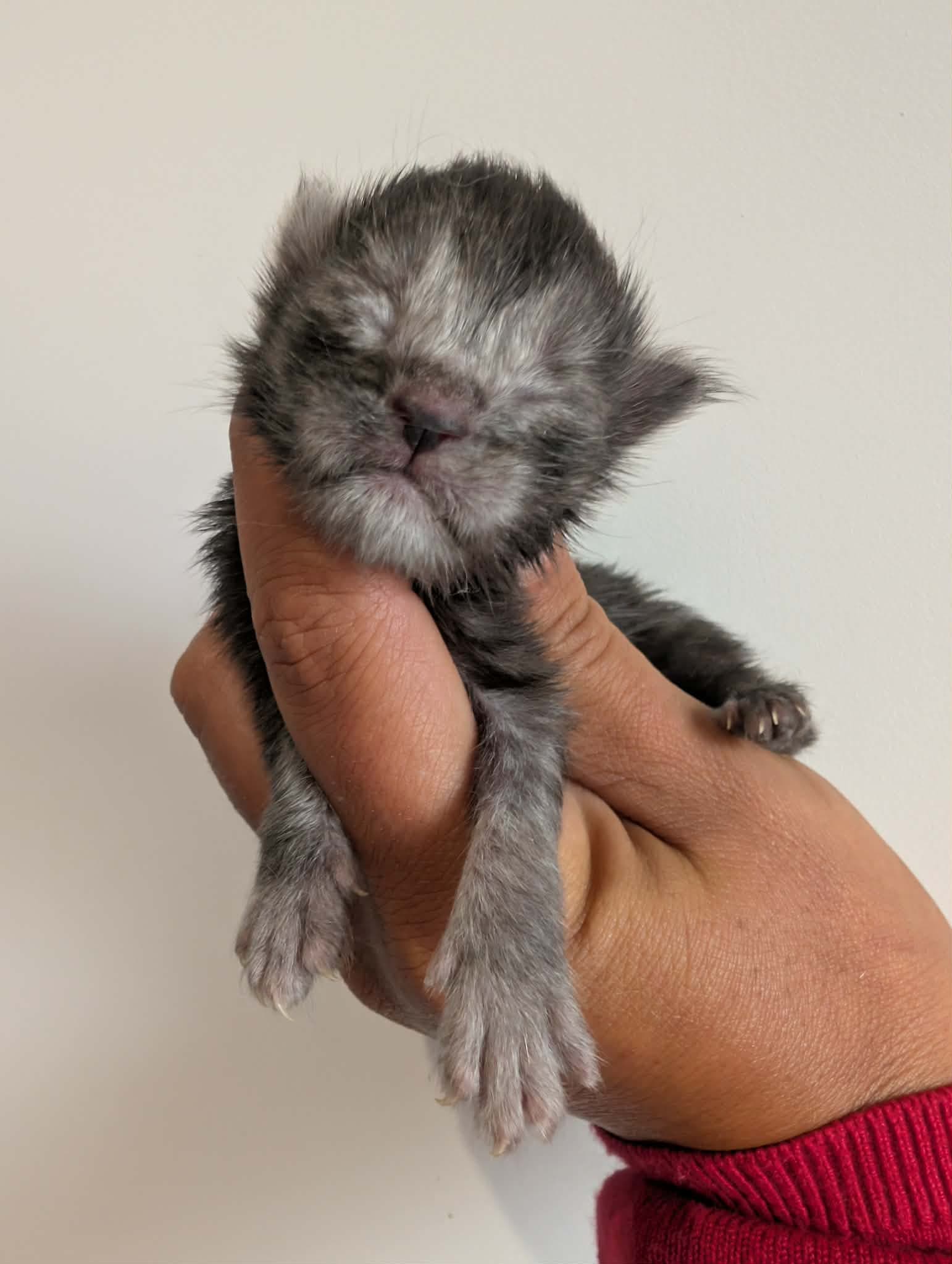 Miniature 2 de Bianca, chaton Maine Coon