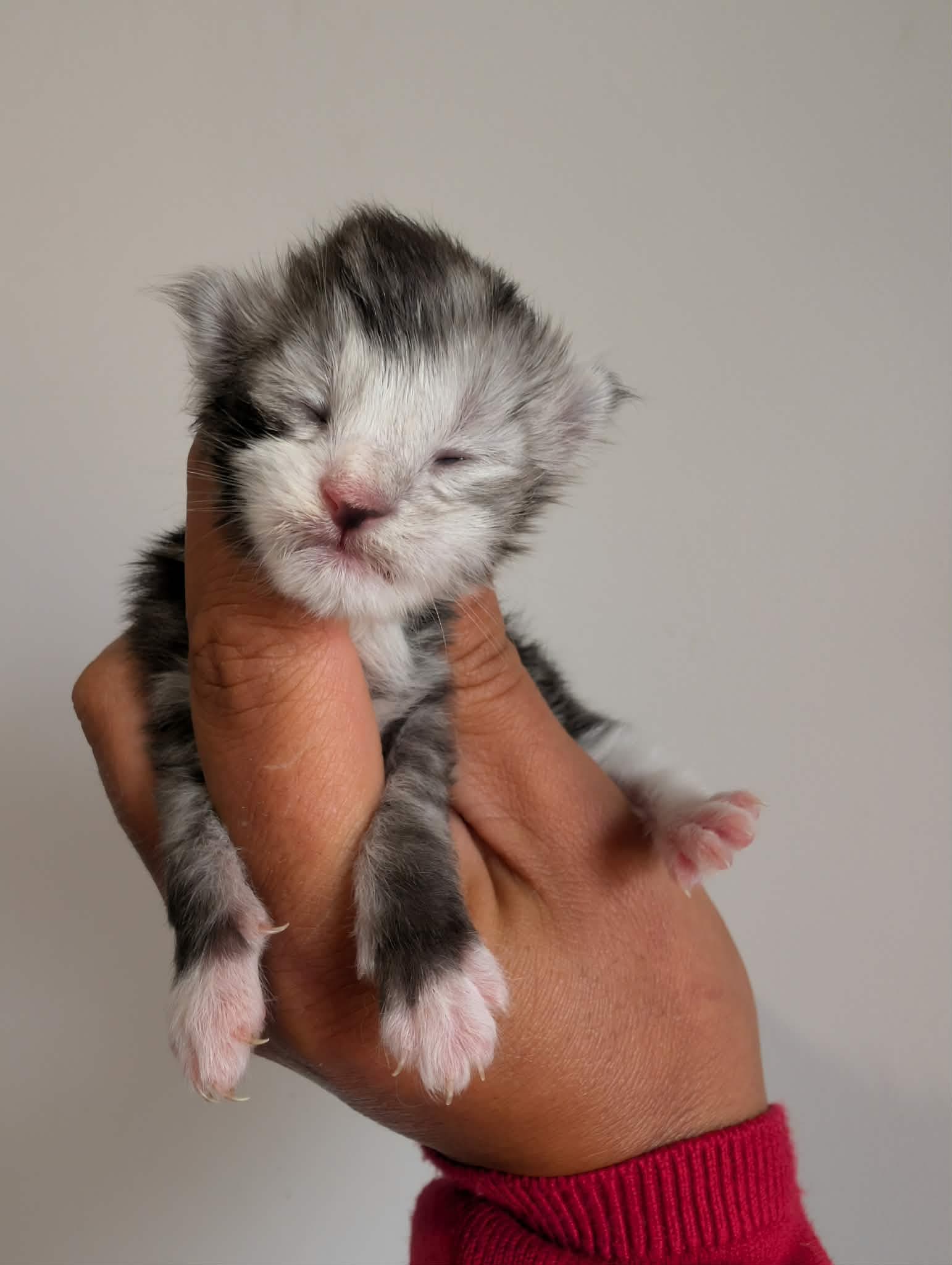 Miniature 2 de Bulle, chaton Maine Coon