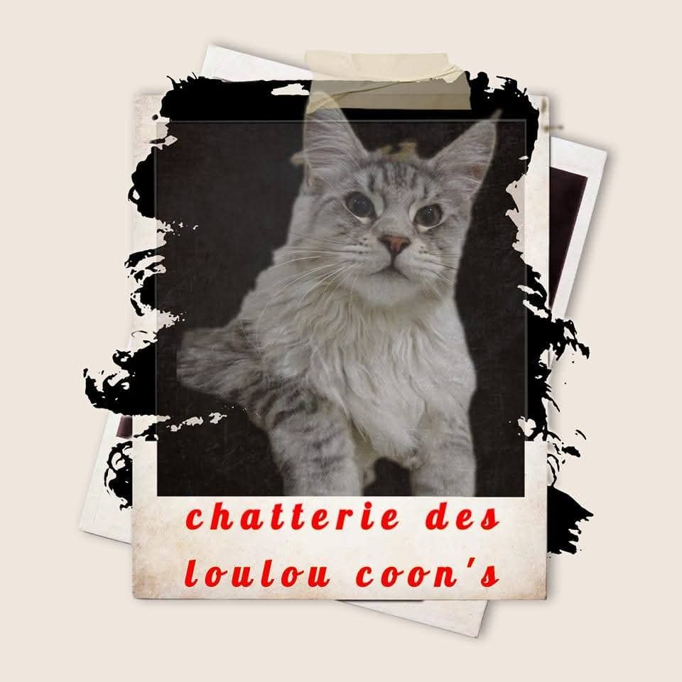 Chatterie des Loulou Coon's